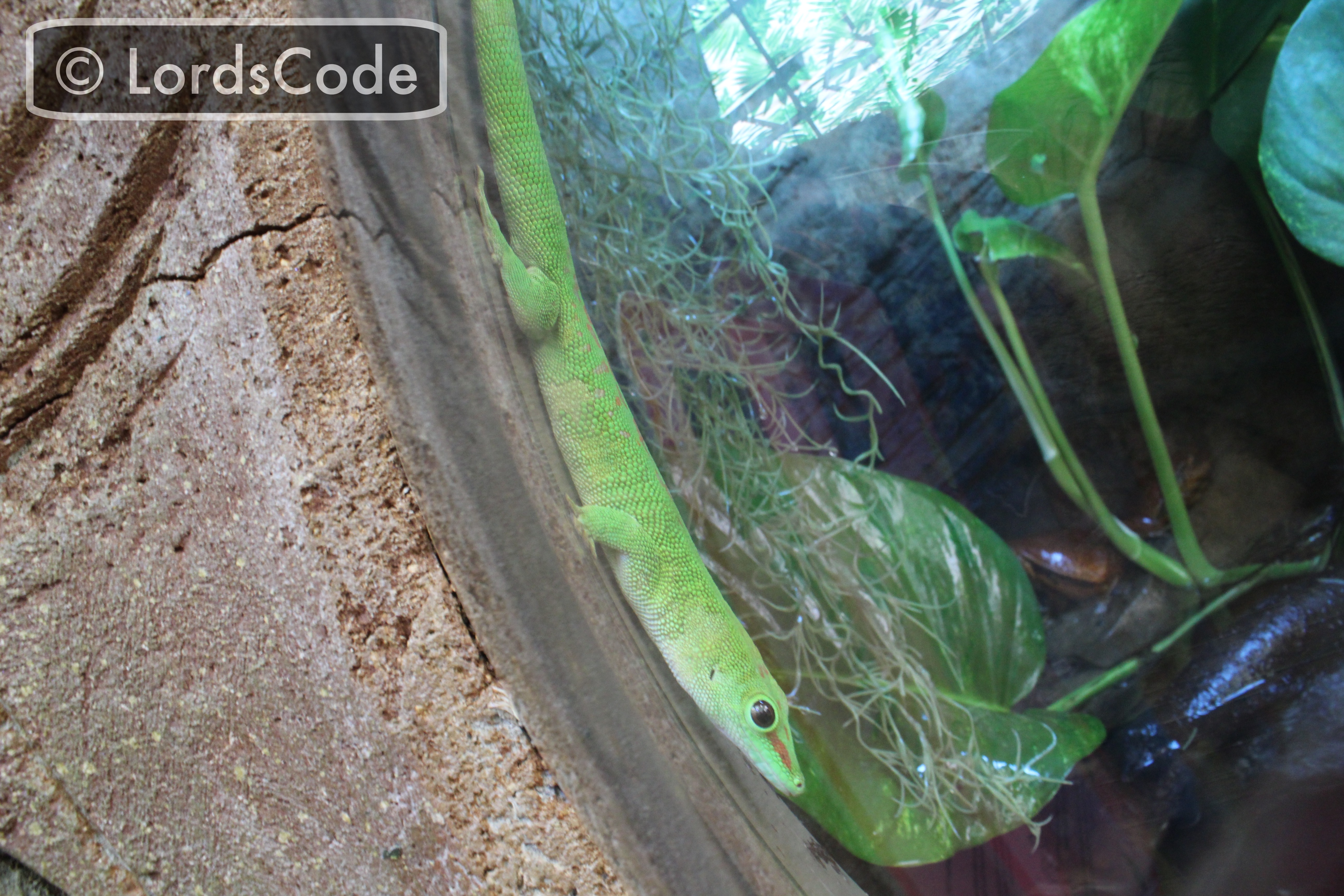 Tropical World Madagascan Day Gecko.jpeg